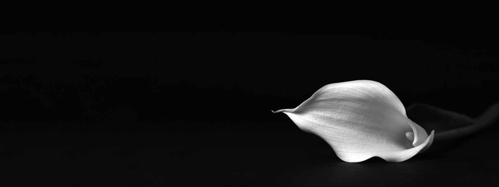 Blume auf schwarzem Hintergrund